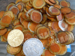 ÷��¹����Ƭ