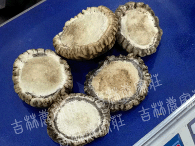 ÷��¹��ñ��