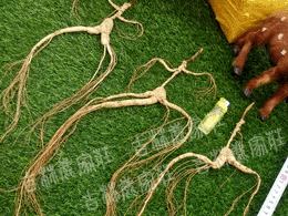 ����ɽҰɽ��