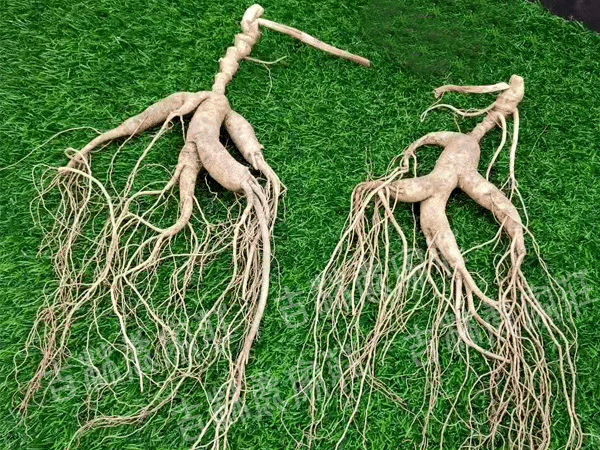 ����ɽ��Ұɽ��