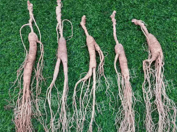 ����ɽ��Ұɽ��