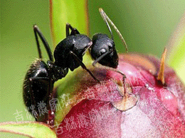 ����ɽ������