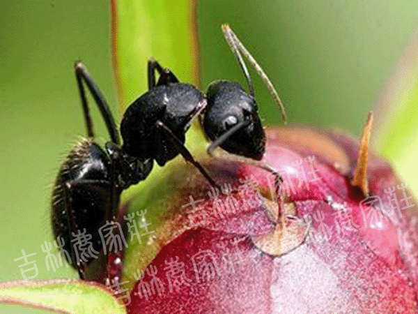 ����ɽ������