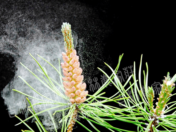 ��¡�ɻ���